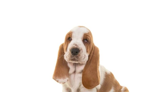 Cucciolo di basset hound bianco e marrone chiaro seduto guardando la telecamera isolata su uno sfondo bianco