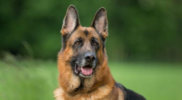 Cani più spaventosi