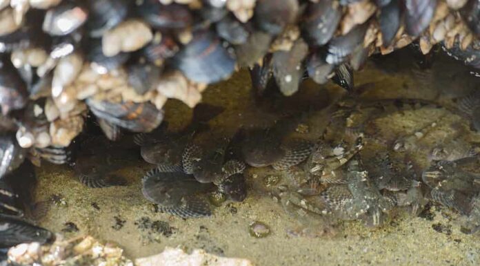 Sculpins in una pozza di marea a Hug Point