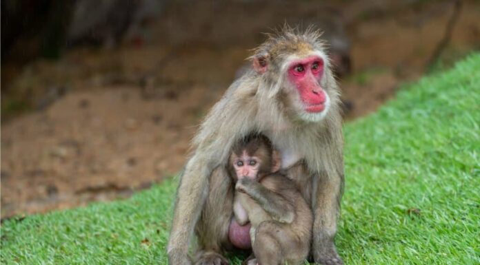 macachi madre e cucciolo