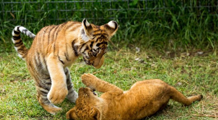 giovane leone che gioca con il cucciolo di tigre