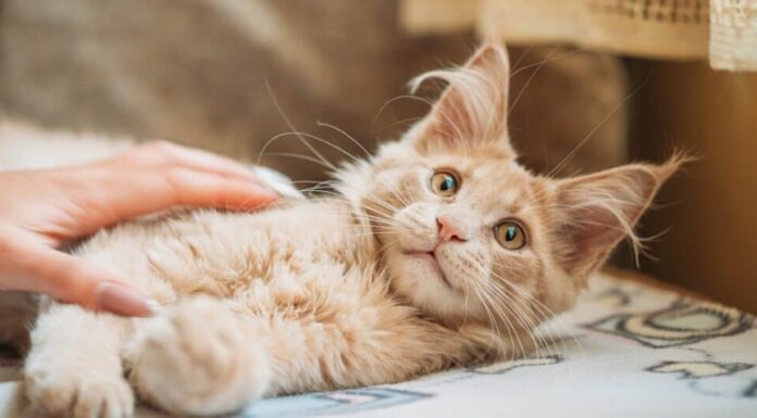 Gattino Maine Coon che guarda l'essere umano