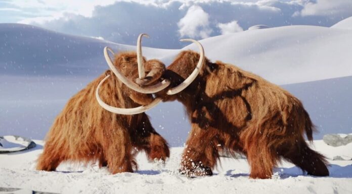 Mastodonte contro Mammut