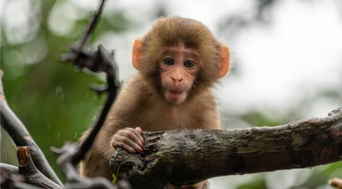 cucciolo di macaco giapponese