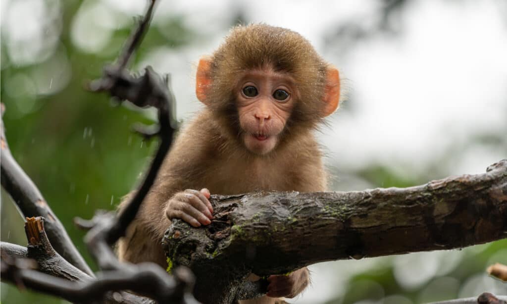 cucciolo di macaco giapponese