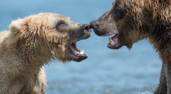Orso polare contro Grizzly: resa dei conti