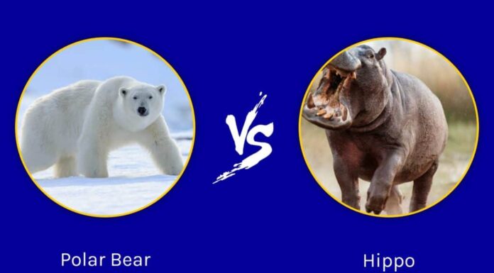 Orso polare contro ippopotamo: quale animale è il guerriero più potente?
