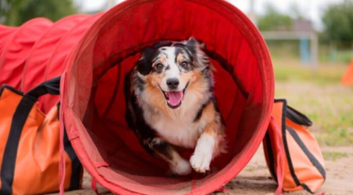Pastore australiano nel tunnel dell'agilità