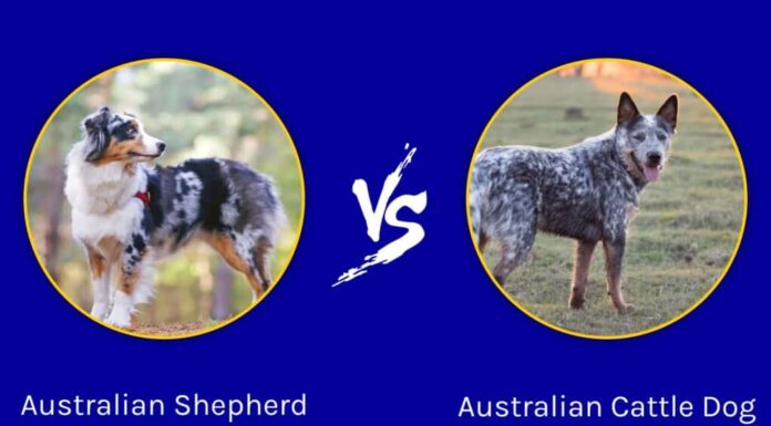 Pastore australiano contro Bovaro australiano