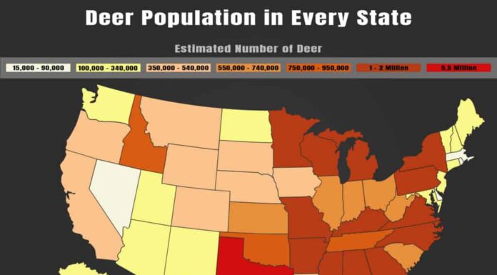 Popolazione di cervi per stato: quanti cervi ci sono negli Stati Uniti?
