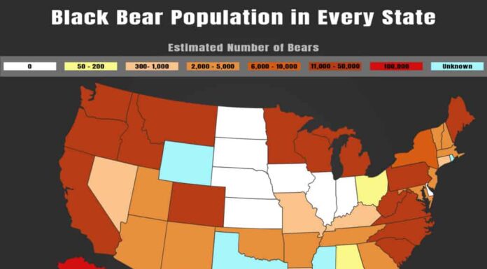 Popolazione di orsi neri per stato
