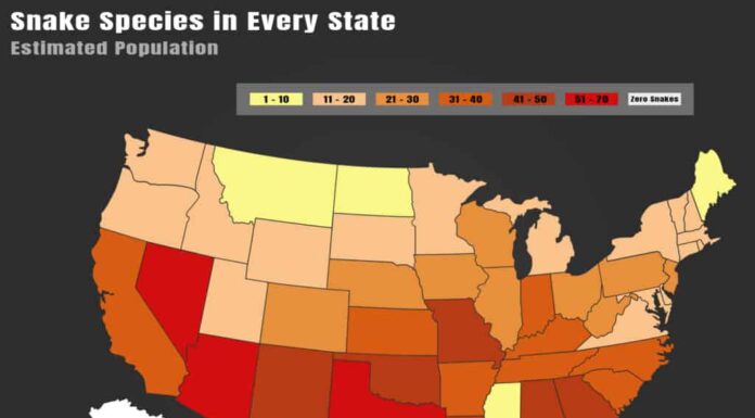 Popolazione di serpenti per stato nel 2024: quale stato ha il maggior numero di specie?
