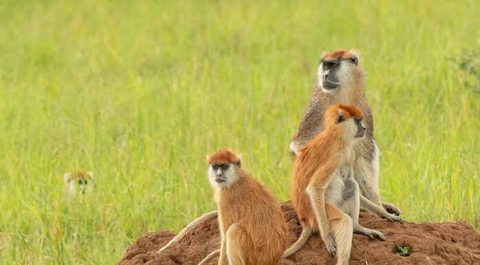 Famiglia di Patas o scimmia ussaro (Erythrocebus patas) il primate più veloce che si trova su un termitaio, Parco Nazionale della Valle di Kidepo, Uganda, Africa