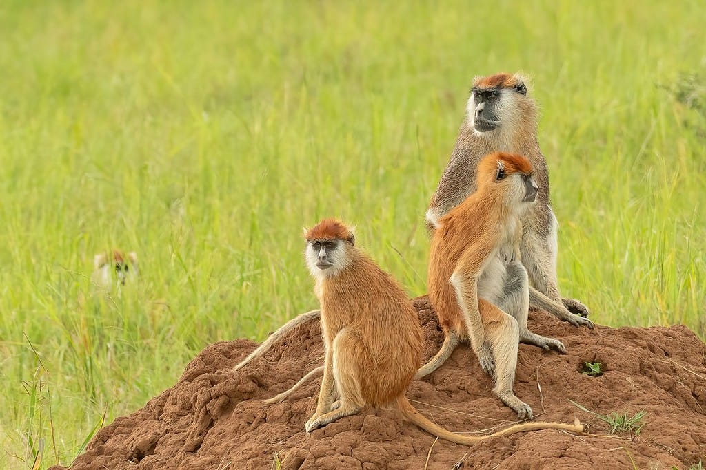 Famiglia di Patas o scimmia ussaro (Erythrocebus patas) il primate più veloce che si trova su un termitaio, Parco Nazionale della Valle di Kidepo, Uganda, Africa