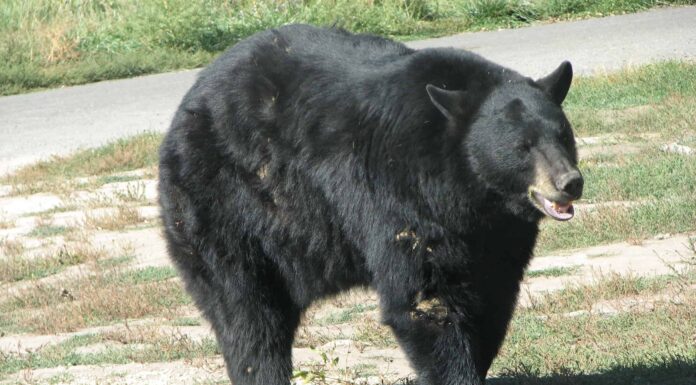 Orso nero americano 