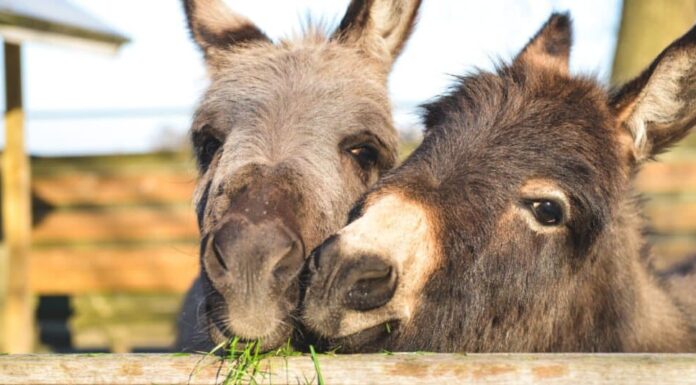  Quali animali sudano?  Ne abbiamo trovati 7 diversi

