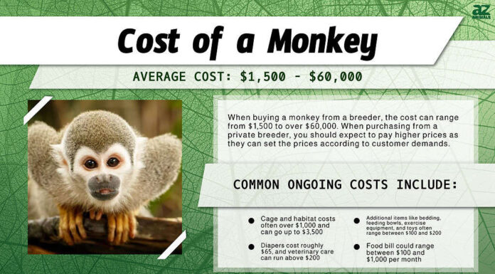 Tabella dei costi associati al possesso di una scimmia.