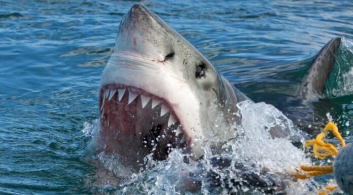 Grande squalo bianco - Grande morso bianco