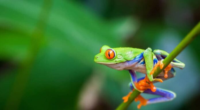 Questi 14 animali hanno gli occhi più grandi del mondo
