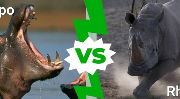 Ippopotamo contro rinoceronte