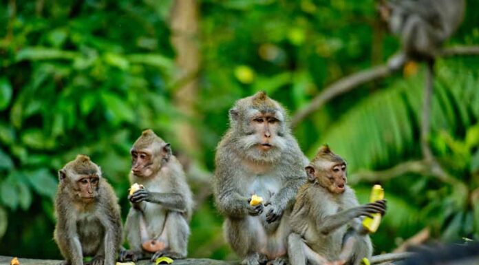 Le scimmie adulte si siedono e mangiano frutti di banana nella foresta.  Foresta delle scimmie, Ubud, Bali, Indonesia.