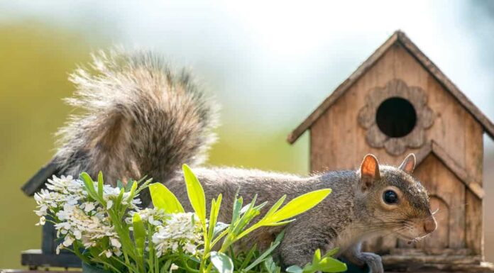 Lo scoiattolo giace su un vaso di fiori davanti a una casetta per uccelli