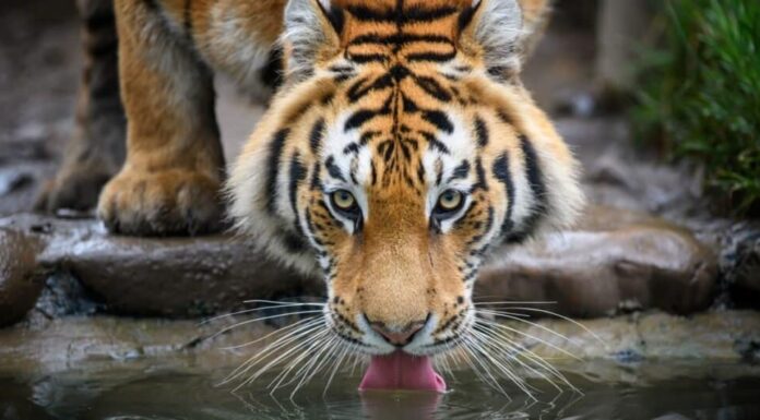 I gatti più forti sono la tigre