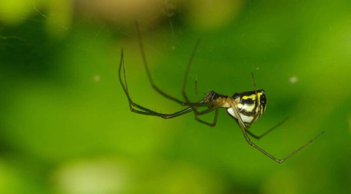 Un ragno a cupola filmoso appeso a testa in giù sotto la sua tela (Neriene radiata, Famiglia Linyphiidae)
