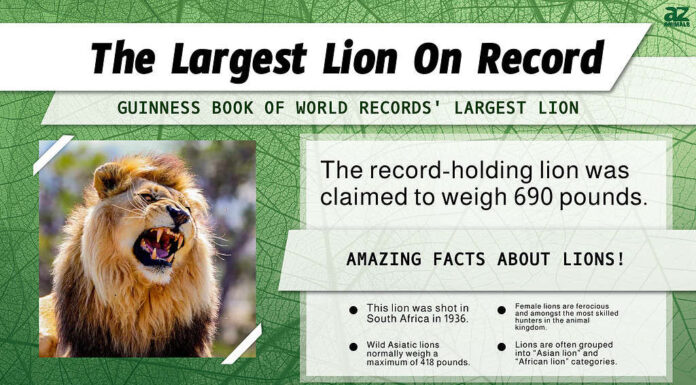 Scopri i leoni più grandi del mondo
