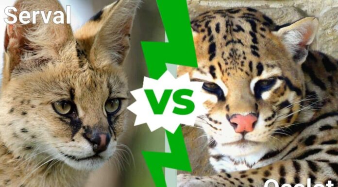 Serval vs. Ocelot: quali sono le 8 differenze principali?
