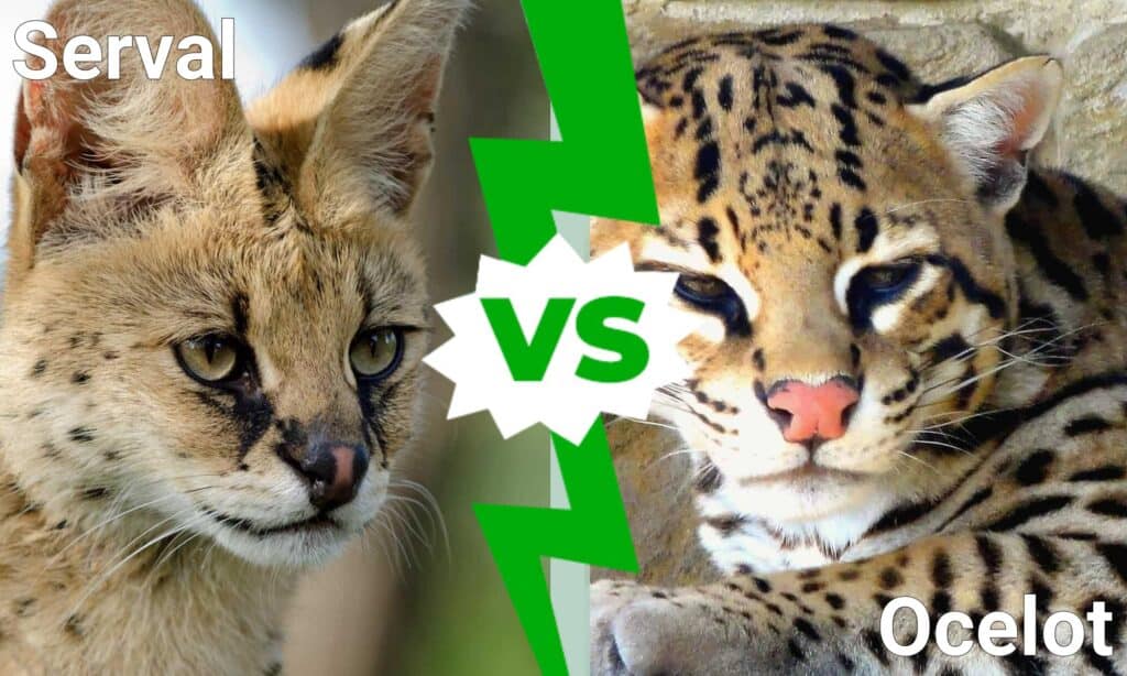 Serval vs. Ocelot: quali sono le 8 differenze principali?