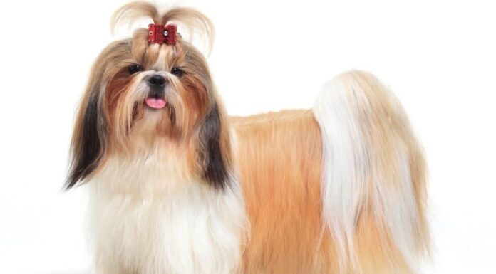 Lhasa Apso su sfondo bianco.