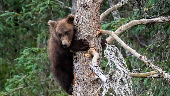 Tre cuccioli di grizzly si sono arrampicati su questo albero per sfuggire a un grande orso maschio sottostante e stanno aspettando che la madre ritorni da loro.