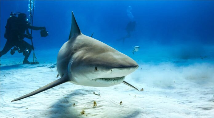 Squalo toro nel Mar dei Caraibi.