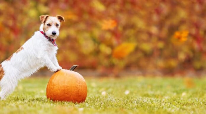 Cane con una zucca