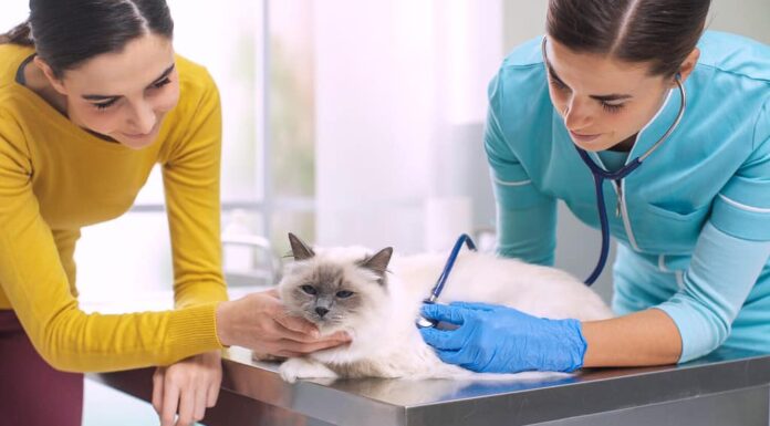 Veterinario esperto esamina un gatto con uno stetoscopio, il proprietario coccola e conforta l'animale