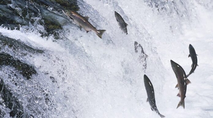 Migrazione degli animali - salmone