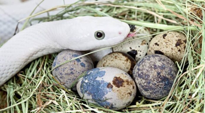 Tutto quello che avresti sempre voluto sapere sulle uova di serpente
