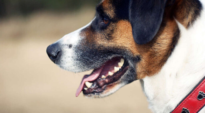 Immagine ravvicinata di un cane con un'escrescenza cutanea, una neoformazione benigna sulla pelle.