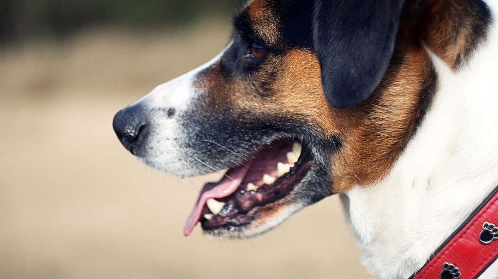 Immagine ravvicinata di un cane con un'escrescenza cutanea, una neoformazione benigna sulla pelle.