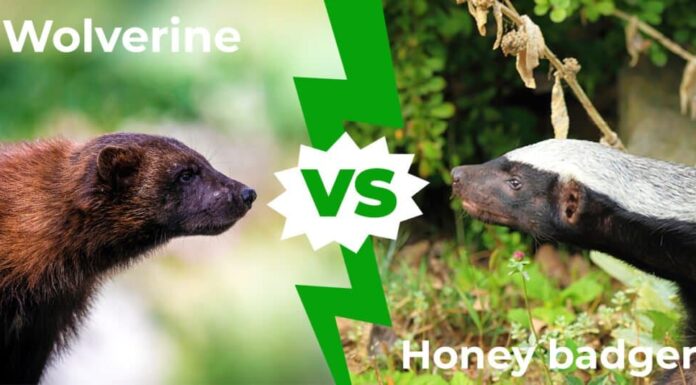 Wolverine contro il tasso del miele