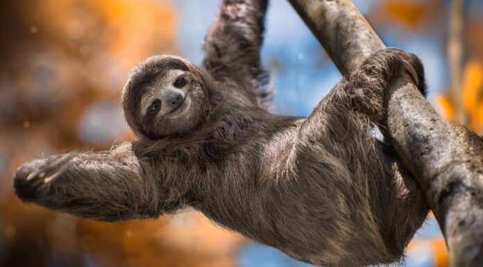 Animali più lenti: Bradipo tridattilo