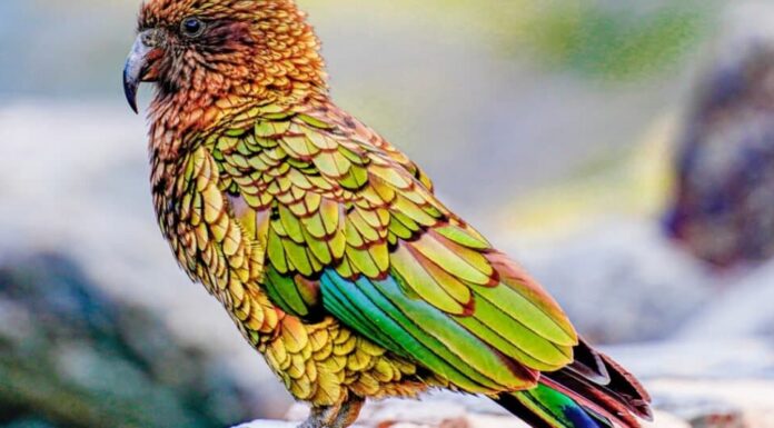 Animali che ridono: il pappagallo Kea