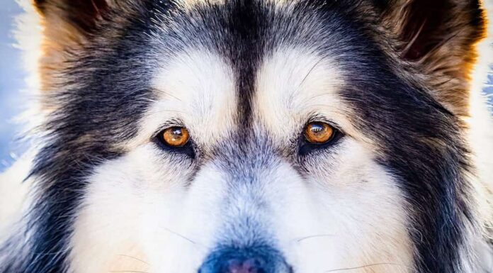 Primo piano della testa dell'Alaskan Malamute