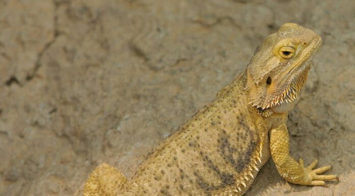 1. La muta è contagiosa per gli occhi del drago barbuto