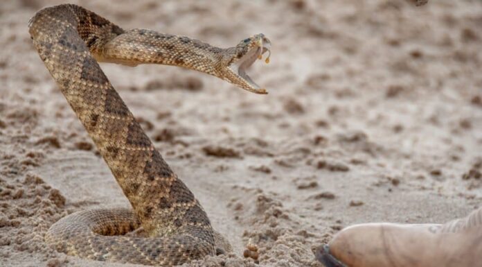 animali che cacciano i serpenti a sonagli