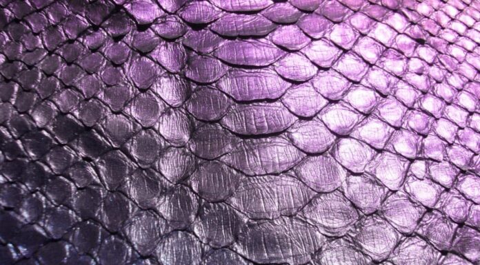 Pelle di pitone viola
