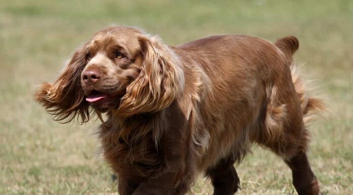 Un Sussex Spaniel sull'erba