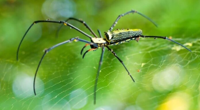 Bellissimo ragno tessitore dorato nella foresta.