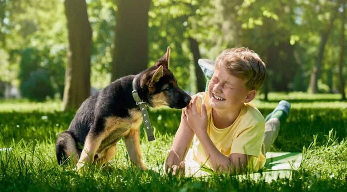 Cucciolo di pastore tedesco che lecca le mani di un ragazzo sorridente al parco cittadino. Bambino allegro che gioca con il suo cagnolino durante le giornate di sole all'aperto.